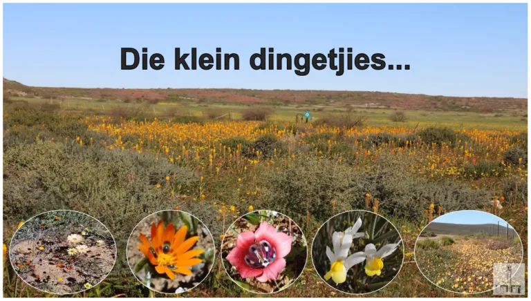 Stof tot nadenke: “Die klein dingetjies…”